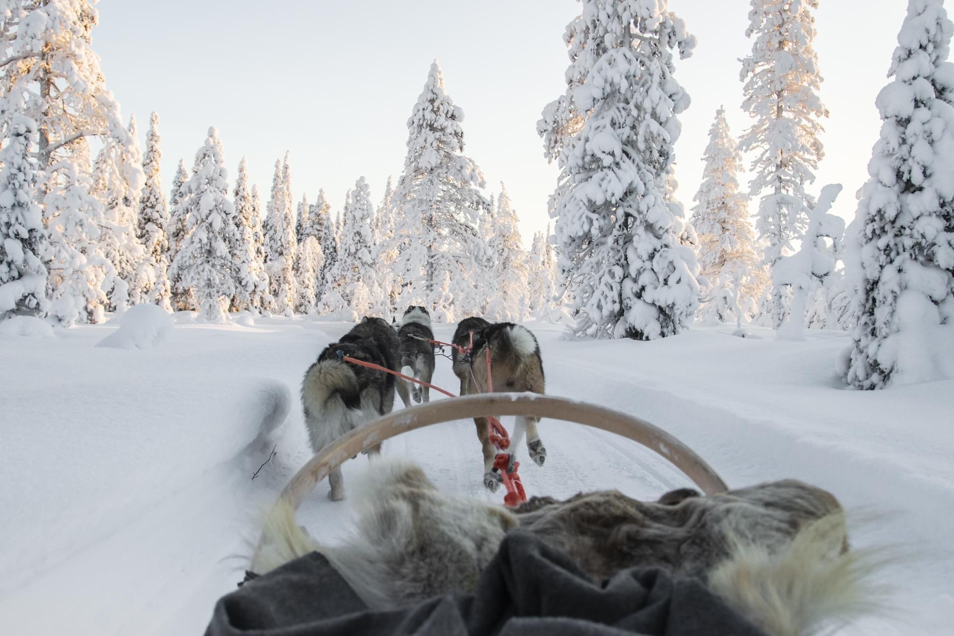 Husky ride Ruka Kuusamo Lapland