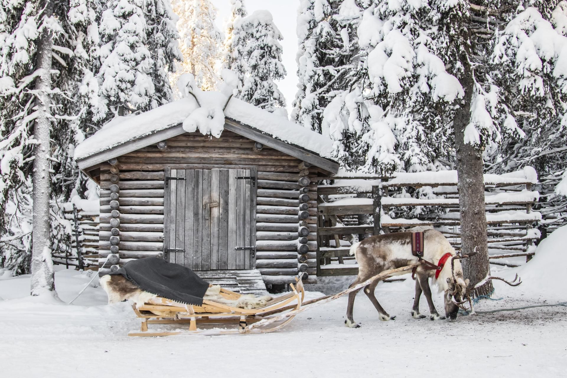 Porotilavierailulla voit osallistua ihastuttavalle rekiajelulle. Kuvassa poro odottaa ajeluun lähtöä rekeen valjastettuna.