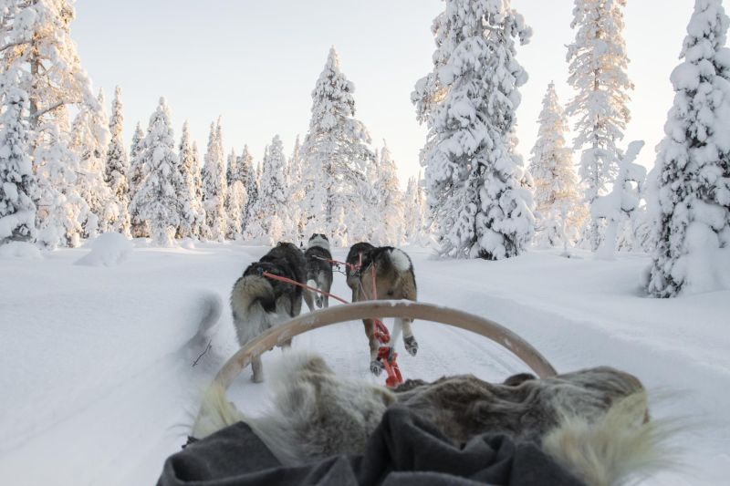 Husky ride Ruka Kuusamo Lapland