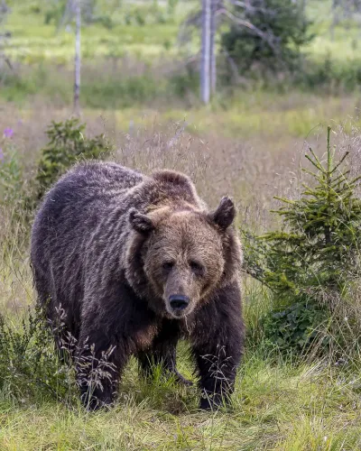 Bear Watching in Ruka, Lapland