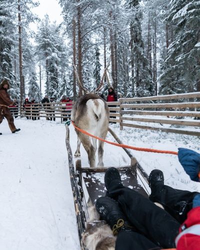 Reindeer tours in Ruka, Lapland