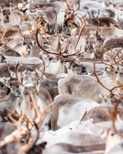 Reindeer activities in Ruka, Lapland