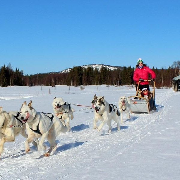 Huskysafarit