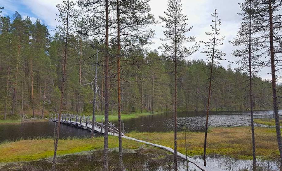 wp-content/uploads/2020/01/visittaivalkoski-kylmaluoman-luontopolku.jpg