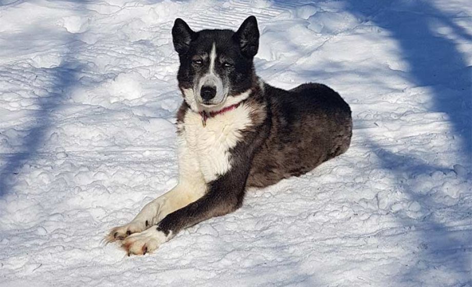 wp-content/uploads/2020/01/visittaivalkoski-backwoodshusky-koirat3.jpg